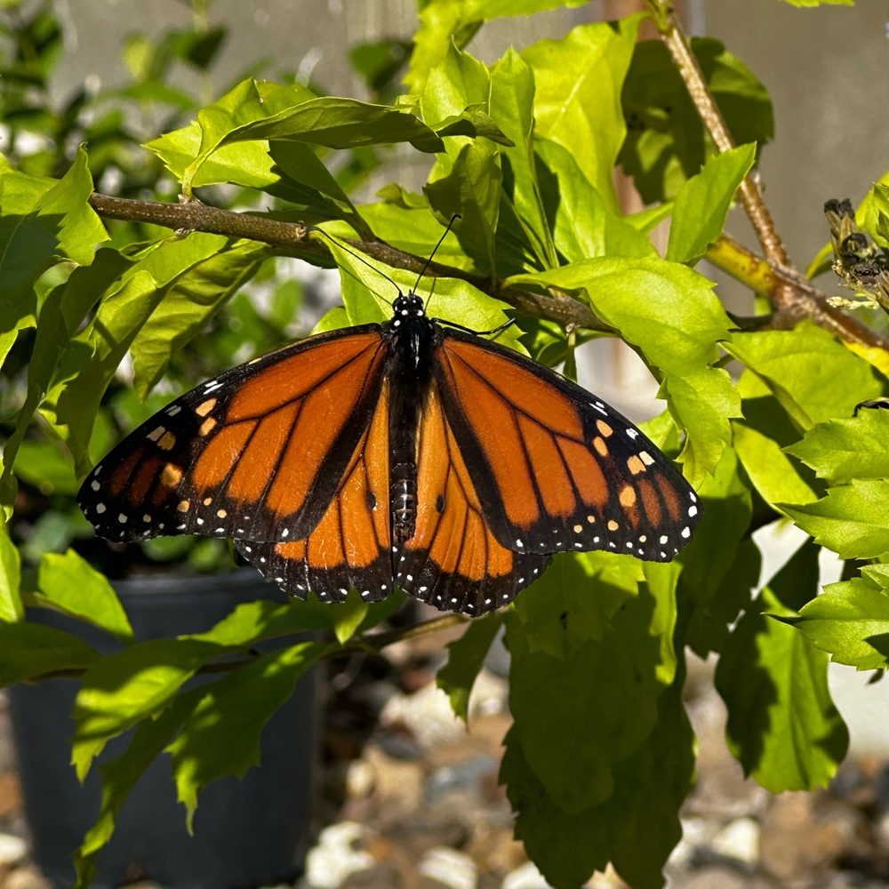 Meet your Posher, Colleen